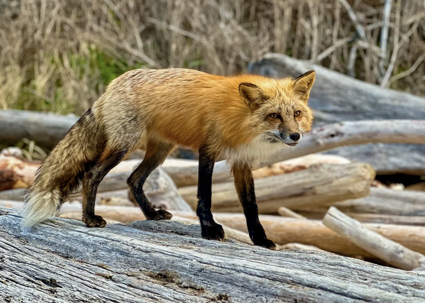 The Friendly Fox, San Juan Island